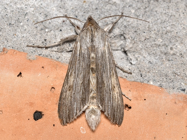 Cucullia umbratica - közönséges csuklyásbagoly
