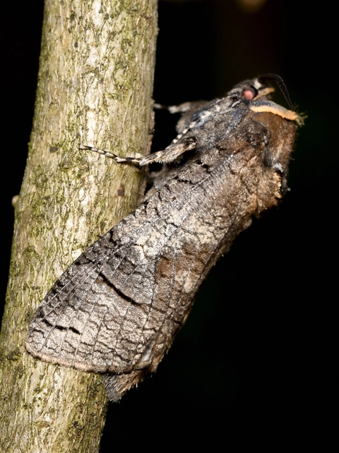 Cossus cossus - fűzfarontólepke