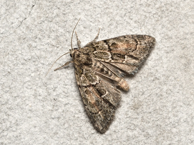 Cryphia fraudatricula - homoki zuzmóbagoly