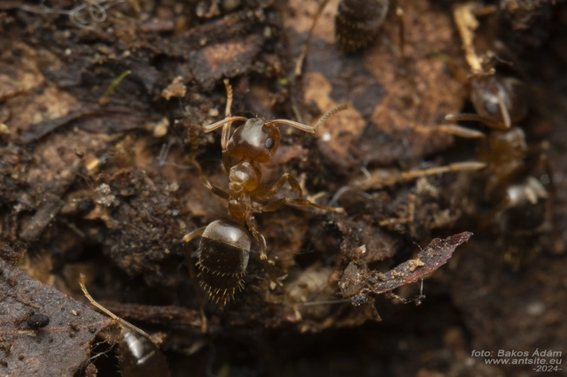Lasius brunneus - rozsdáshátú feketehangya