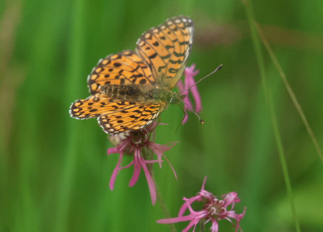 Boloria selene - fakó gyöngyházlepke