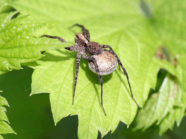 Pardosa alacris/lugubris