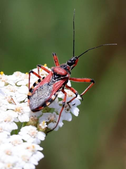 Rhynocoris iracundus - közönséges gyilkospoloska
