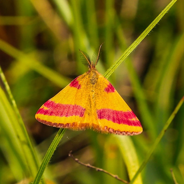 Lythria cruentaria - bíborcsíkos araszoló