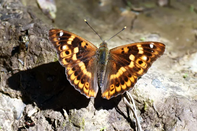 Apatura ilia - kis színjátszólepke