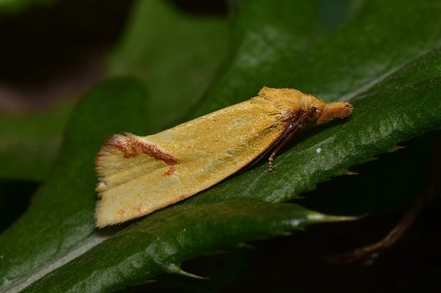 Agapeta hamana - közönséges sárgamoly