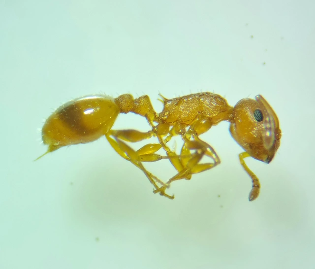 Temnothorax turcicus - sárga kéreghangya