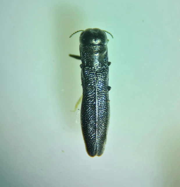 Paracylindromorphus subuliformis - redős hengerdíszbogár