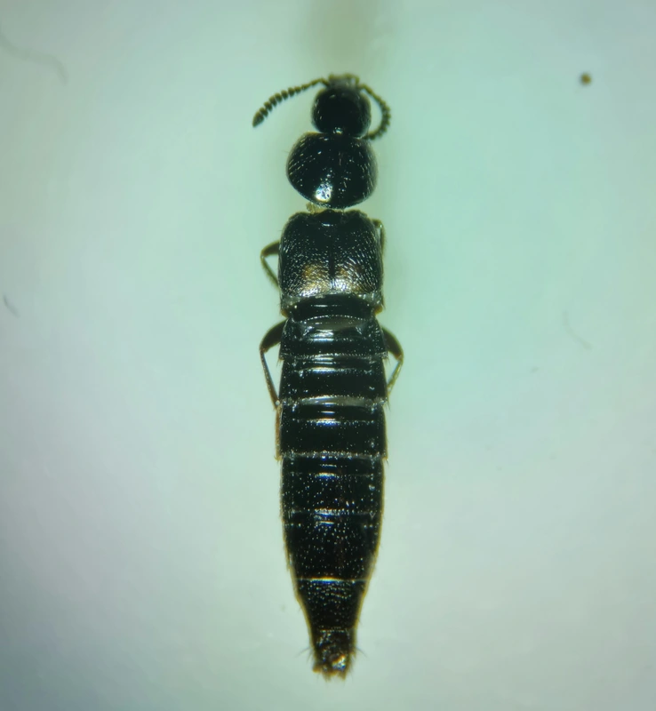 Aleochara verna - délvidéki fürkészholyva