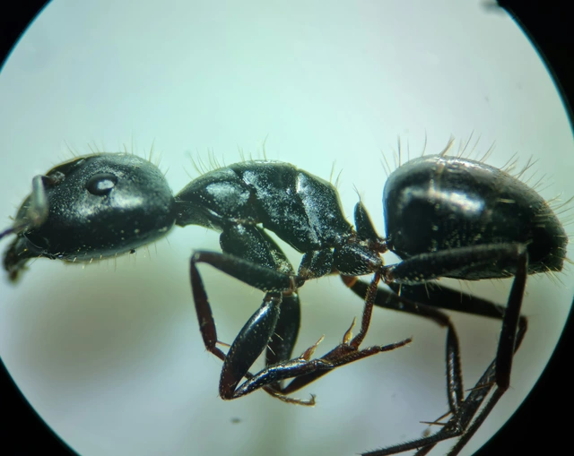 Camponotus aethiops - szőrös lóhangya