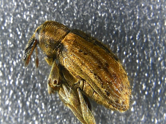 Hypera postica - lucerna-pikkelyesormányos
