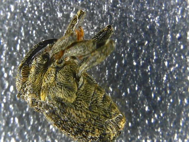 Ceutorhynchus pallidactylus - szőrös repce-ceutormányos
