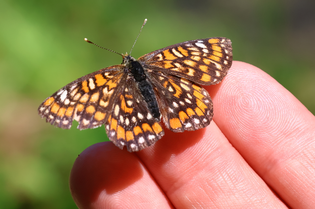 Euphydryas maturna - díszes tarkalepke