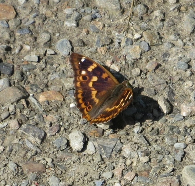 Apatura ilia - kis színjátszólepke