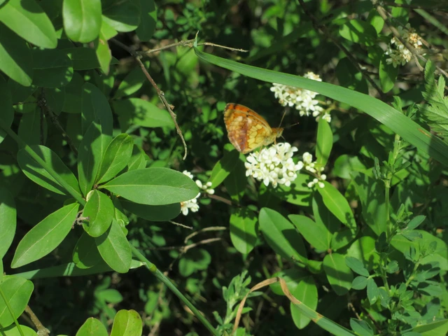 Brenthis daphne - málna-gyöngyházlepke