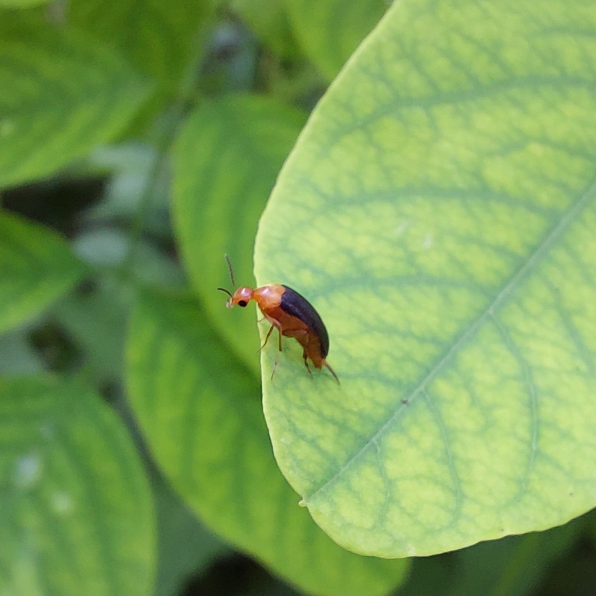 Mordellochroa milleri
