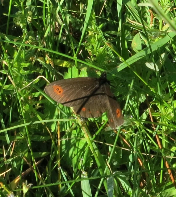 Erebia medusa - tavaszi szerecsenlepke