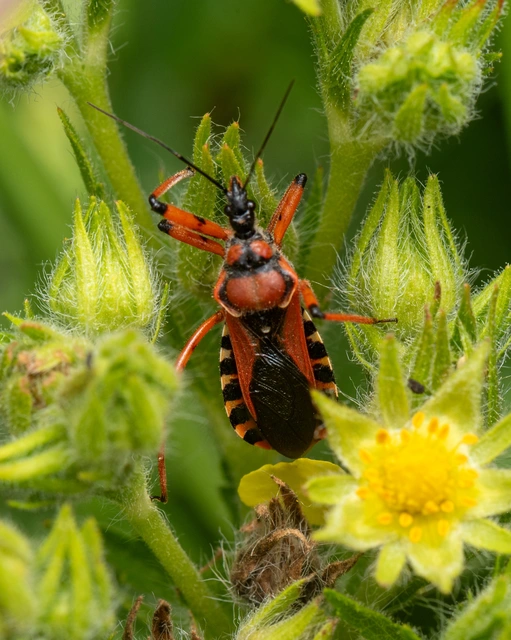 Rhynocoris iracundus - közönséges gyilkospoloska