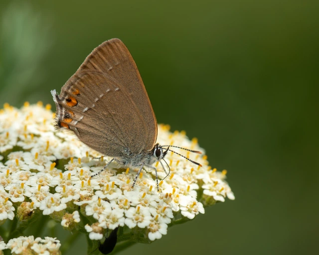 Satyrium acaciae - akác-csücsköslepke