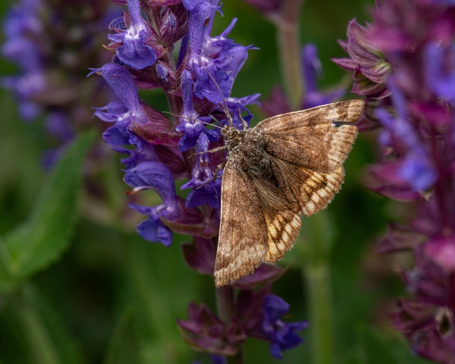 Euclidia glyphica - közönséges nappalibagoly
