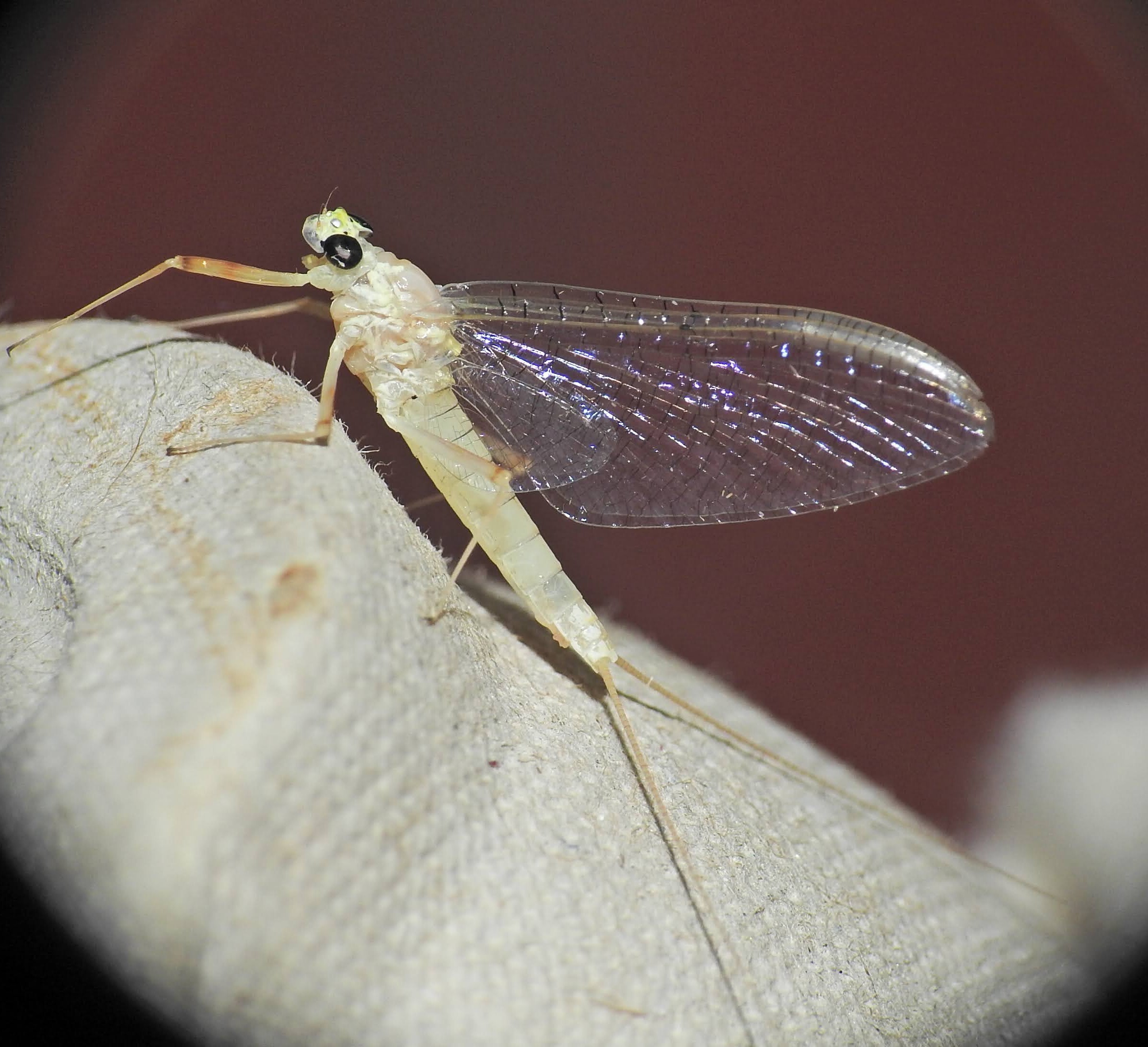 Heptagenia longicauda