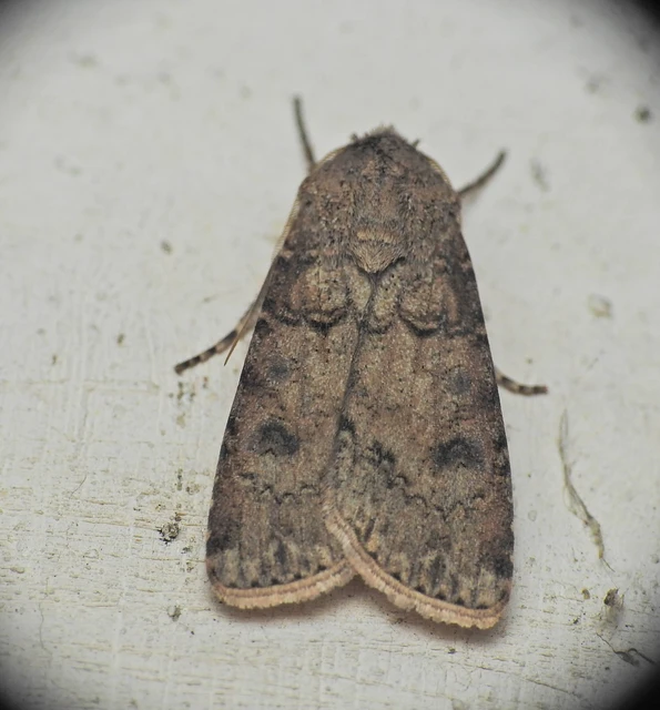 Agrotis segetum - vetési földibagoly