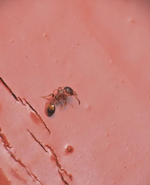 Temnothorax affinis - erdei kéreghangya