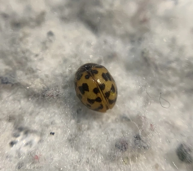 Subcoccinella vigintiquatuorpunctata - lucernaböde