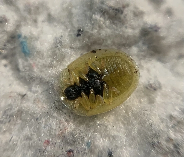 Cassida hemisphaerica - gömbölyded pajzsbogár Cassida hemisphaerica - gömbölyded pajzsbogár