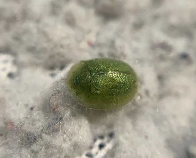 Cassida hemisphaerica - gömbölyded pajzsbogár Cassida hemisphaerica - gömbölyded pajzsbogár