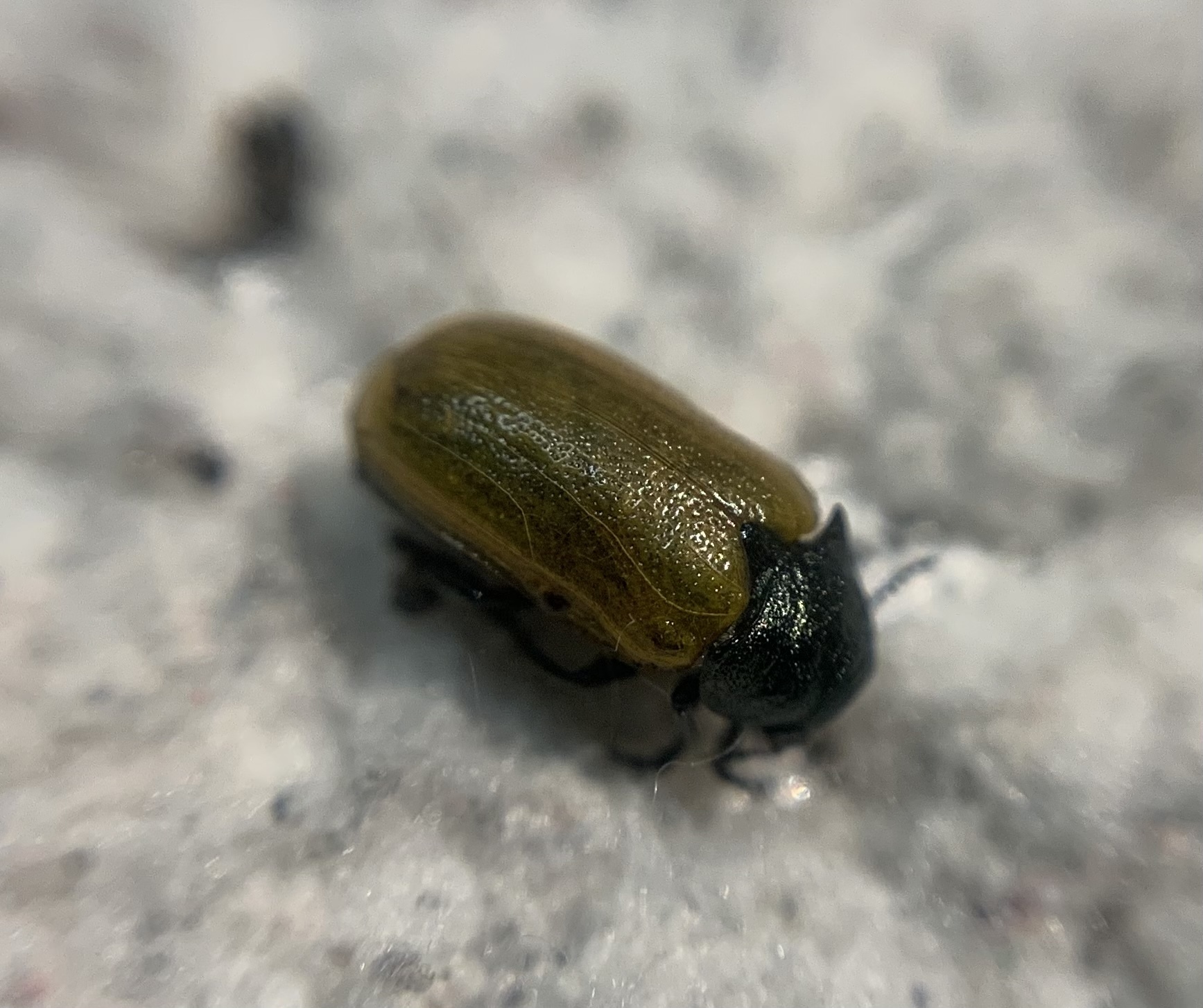 Labidostomis tridentata