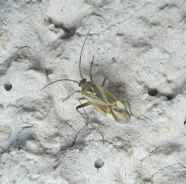 Adelphocoris lineolatus - lucernapoloska
