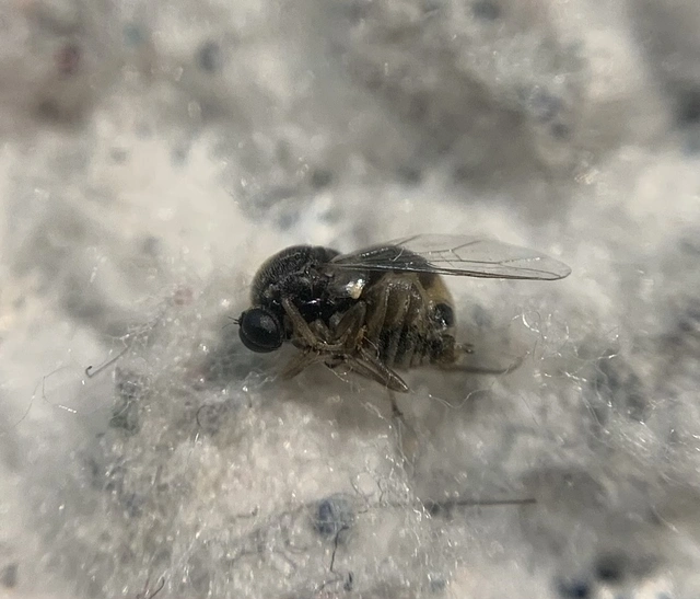Acroceridae - gömblegyek