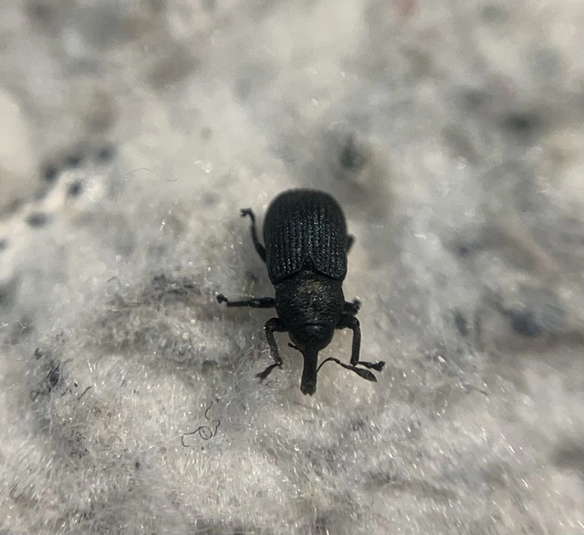 Magdalis cerasi - meggyfa-magdolnaormányos