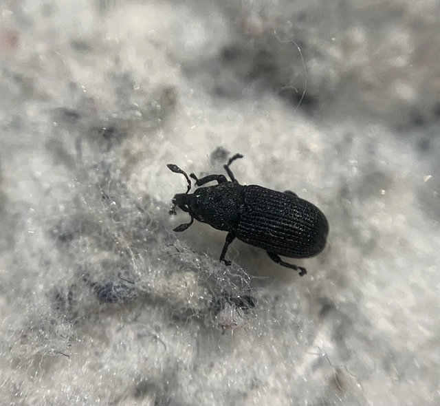 Magdalis cerasi - meggyfa-magdolnaormányos