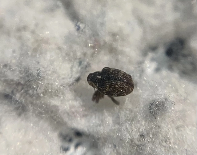 Coeliodes rana - cser-gömböcormányos