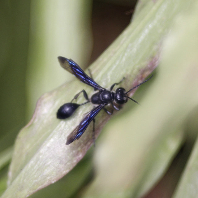 Isodontia mexicana - mexikói fűdarázs