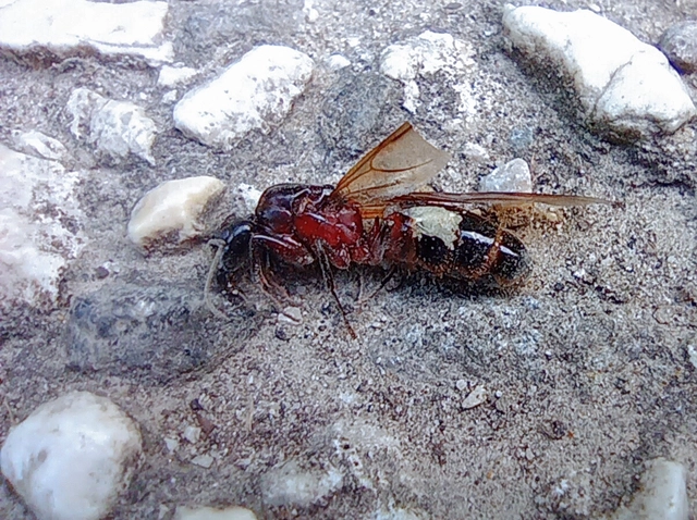 Camponotus ligniperda - faodvasító lóhangya