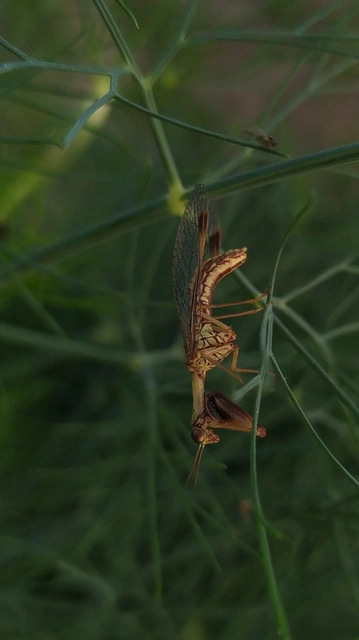 Mantispa styriaca - kétszínű fogólábú-fátyolka
