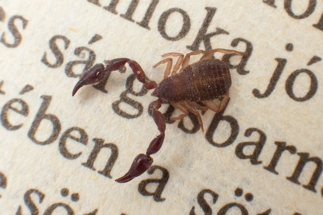 Pseudoscorpionida - Álskorpiók