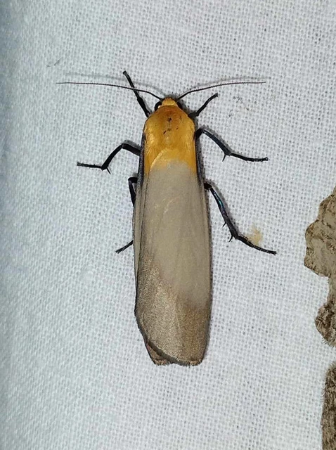 Lithosia quadra - négypettyes zuzmószövő