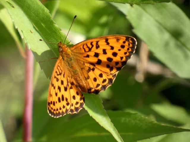 Brenthis daphne - málna-gyöngyházlepke