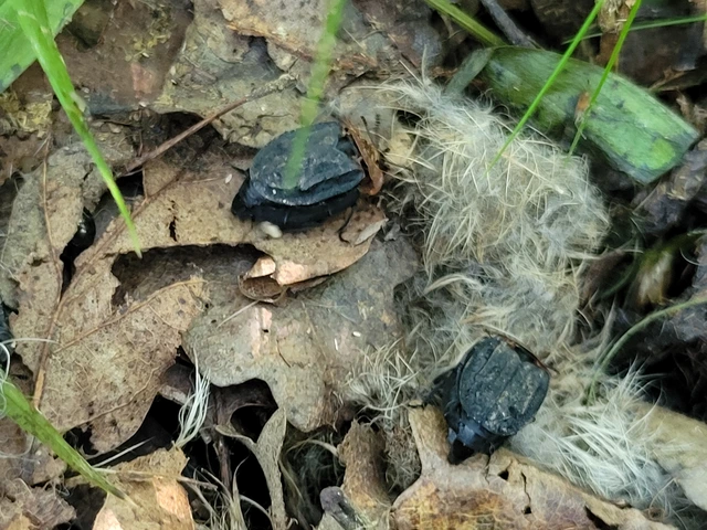 Oiceoptoma thoracicum - vörösnyakú dögbogár
