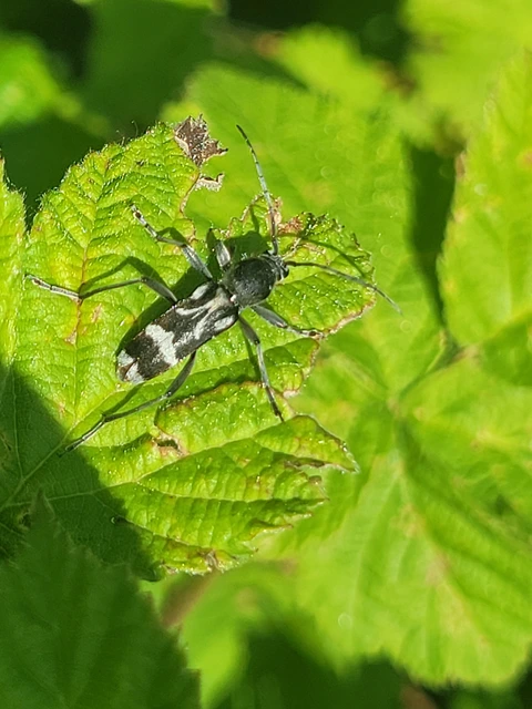 Chlorophorus figuratus - rajzos darázscincér