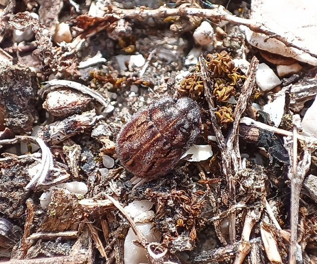 Odontoscelis Odontoscelis