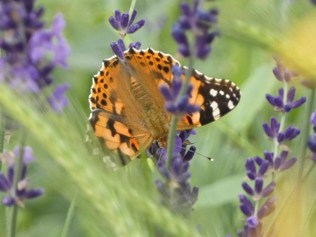 Vanessa cardui - bogáncslepke