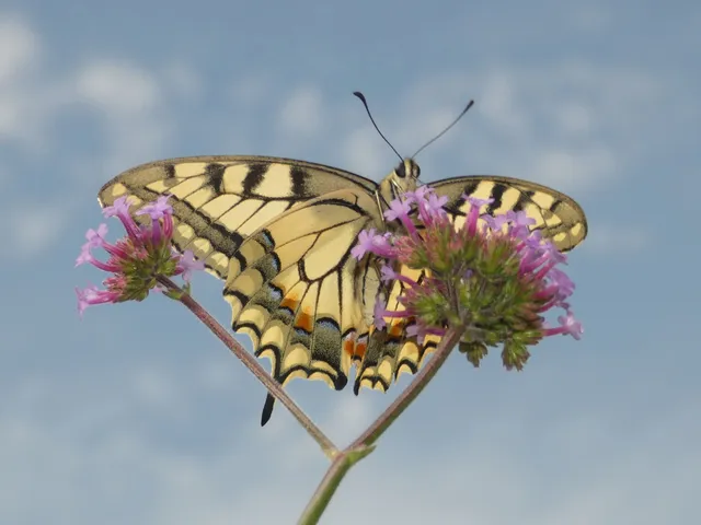 Papilio machaon - fecskefarkú lepke
