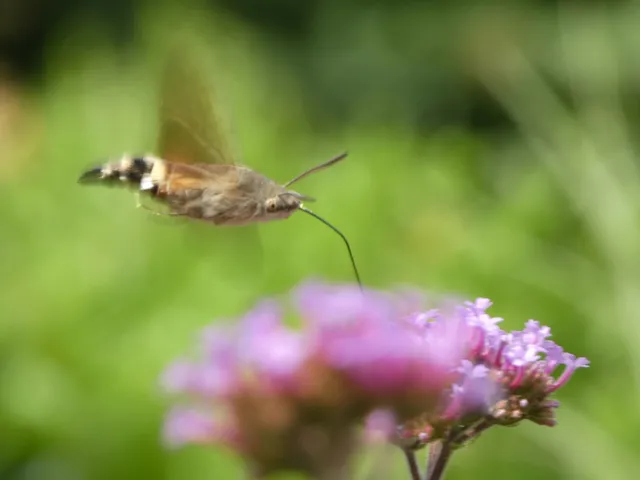 Macroglossum stellatarum - kacsafarkú szender