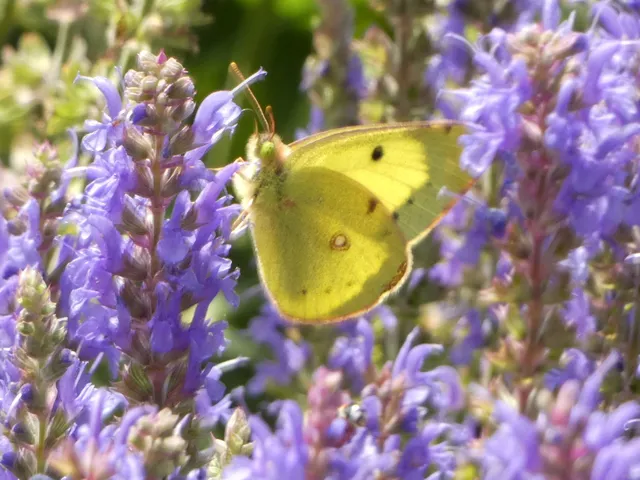 Colias erate - csángó-kéneslepke