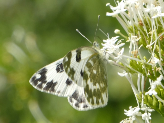 Pontia edusa - rezedalepke